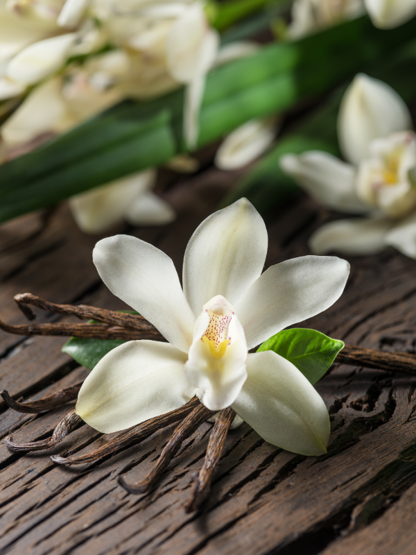 Orchidée zen